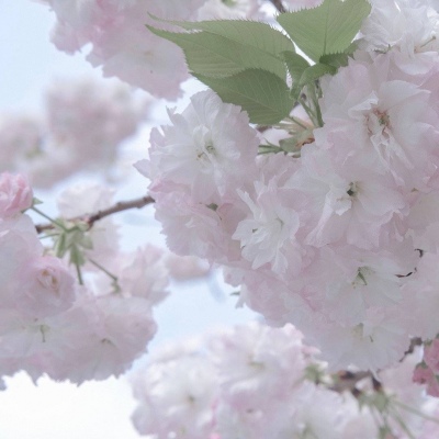 兽设线稿上色教程FurryQQ群